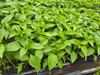 김영진(전남영광)님의 자유주제 · 자유게시판 작성글 사진