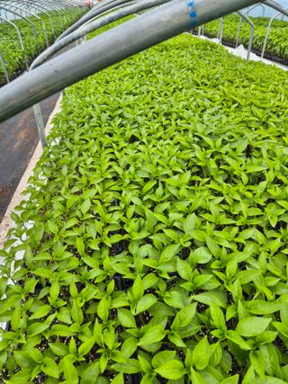 김영진(전남영광)님의 자유주제 · 자유게시판 작성글 사진