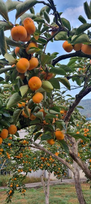 청도터줏대감님의 일손 구하셨나요? · 참여글 작성글 사진