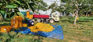 청도터줏대감님의 일손 구하셨나요? · 참여글 작성글 사진