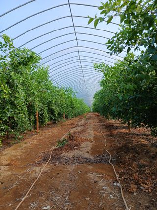 팜모닝회원이성구님의 일손 구하셨나요? · 참여글 작성글 사진