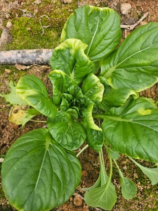 손현순님의 농사, 무엇이든 물어보세요! · 참여글 작성글 사진