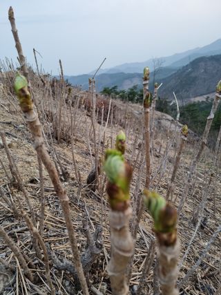 팜모닝회원 정정섭 님의 일손 구하셨나요? · 참여글 작성글 사진