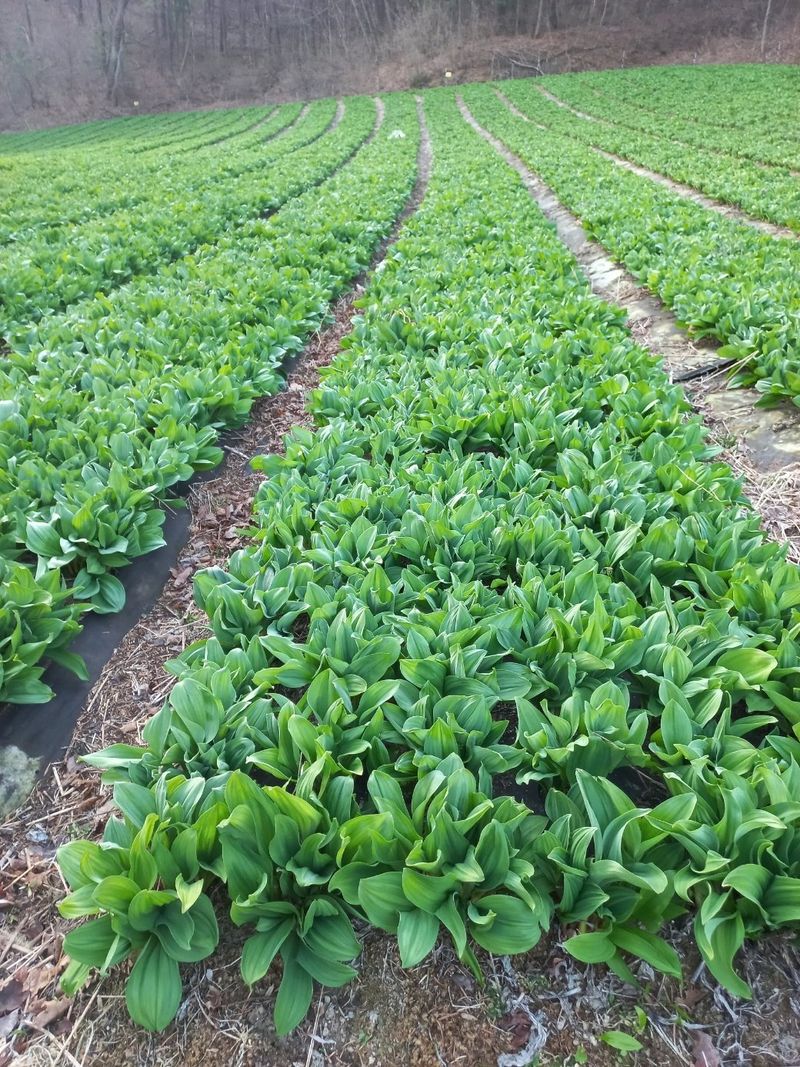 홍천산채농원님의 장터 판매 상품 [노지잎명이 1kg] 첨부 사진