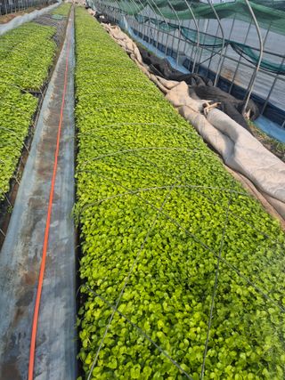 병풍취산채농원님의 자유주제 · 자유게시판 작성글 사진