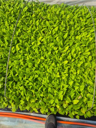 병풍취산채농원님의 자유주제 · 자유게시판 작성글 사진