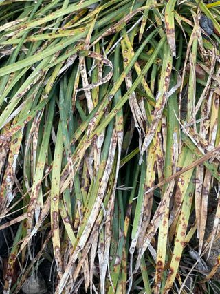 김똘숙님의 농사, 무엇이든 물어보세요! · 참여글 작성글 사진