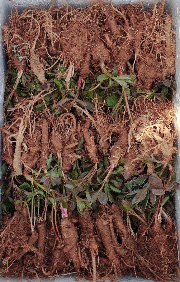 장터 상품 [잔대종근(모종)] 썸네일