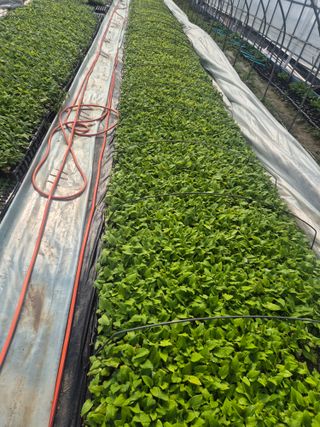 병풍취산채농원님의 자유주제 · 자유게시판 작성글 사진