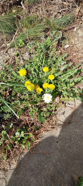 주말 텃밭 농부님의 자유주제 · 자유게시판 작성글 사진