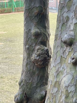 김똘숙님의 농사, 무엇이든 물어보세요! · 참여글 작성글 사진