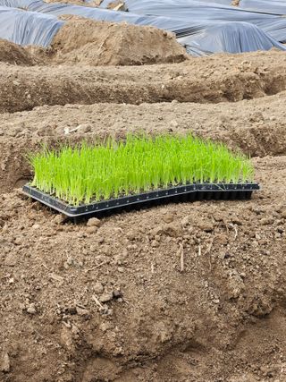 조정숙(1955)님의 자유주제 · 자유게시판 작성글 사진