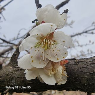 이천산수유님의 자유주제 · 자유게시판 작성글 사진