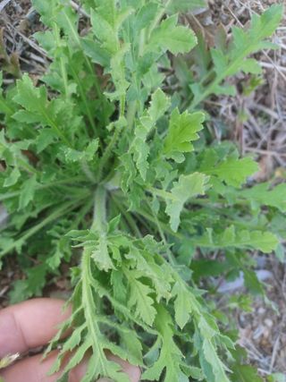 무료지식나눔 팜닥터님의 자유주제 · 자유게시판 작성글 사진