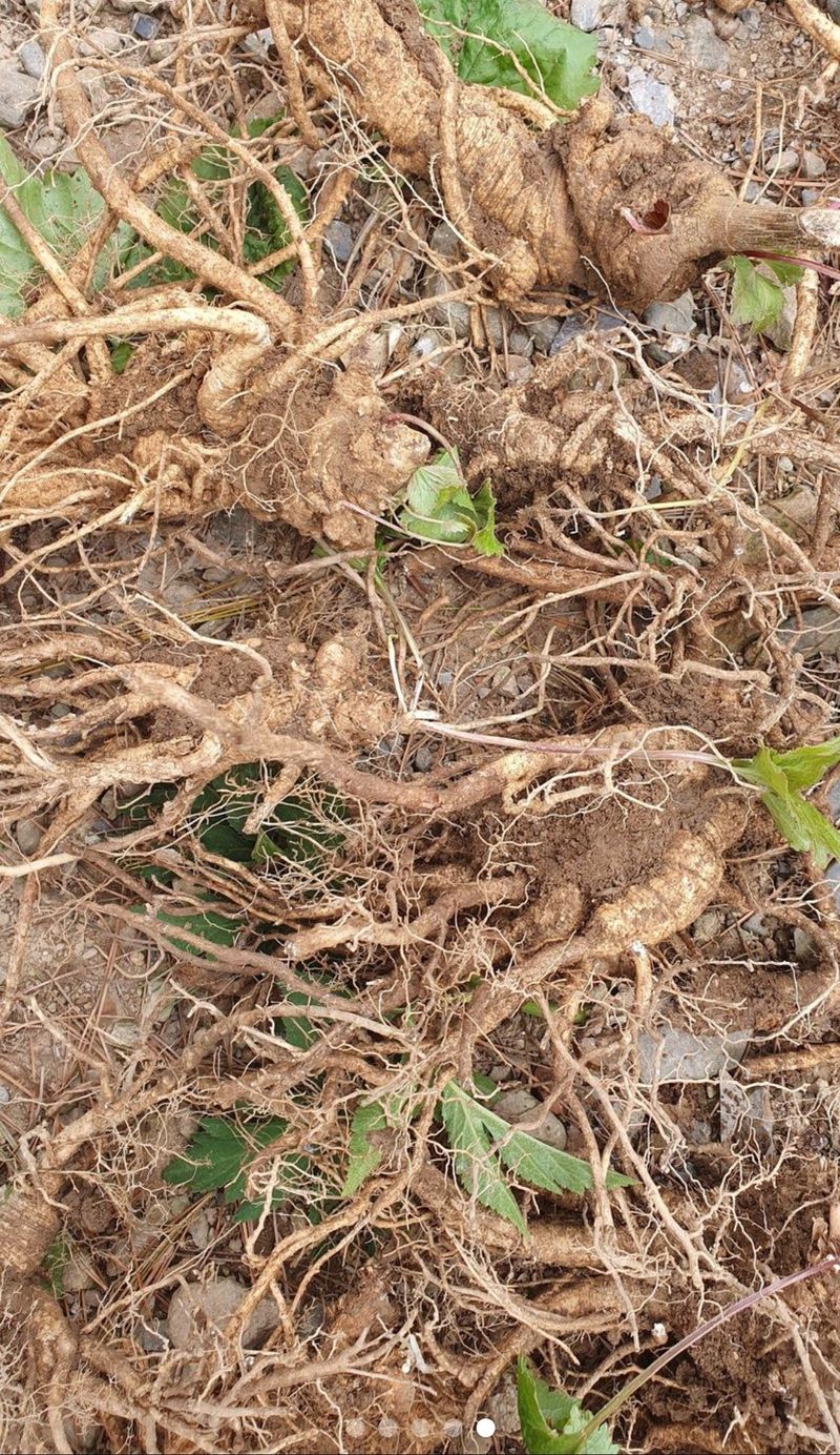 인생은 소풍처럼님의 장터 판매 상품 [평창야생잔대1키로마감] 첨부 사진