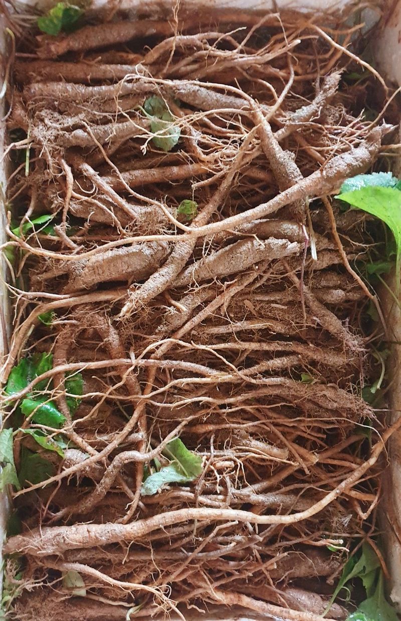 이영애 님의 장터 판매 상품 [잔대종근(모종)] 첨부 사진