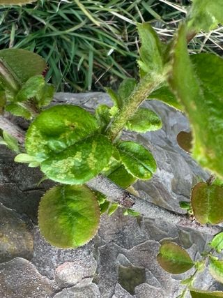 김똘숙님의 농사, 무엇이든 물어보세요! · 참여글 작성글 사진