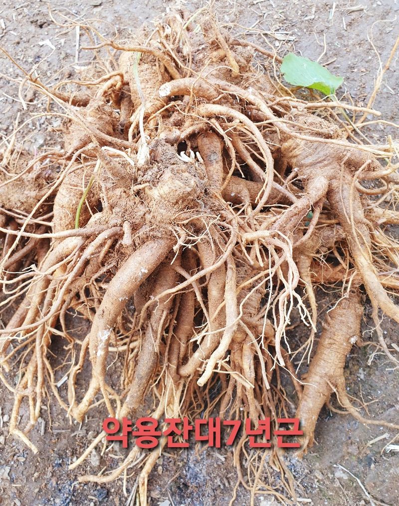 이영애 님의 장터 판매 상품 [잔대종근(모종)] 첨부 사진