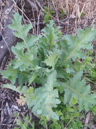 무료지식나눔 팜닥터님의 자유주제 · 자유게시판 작성글 사진