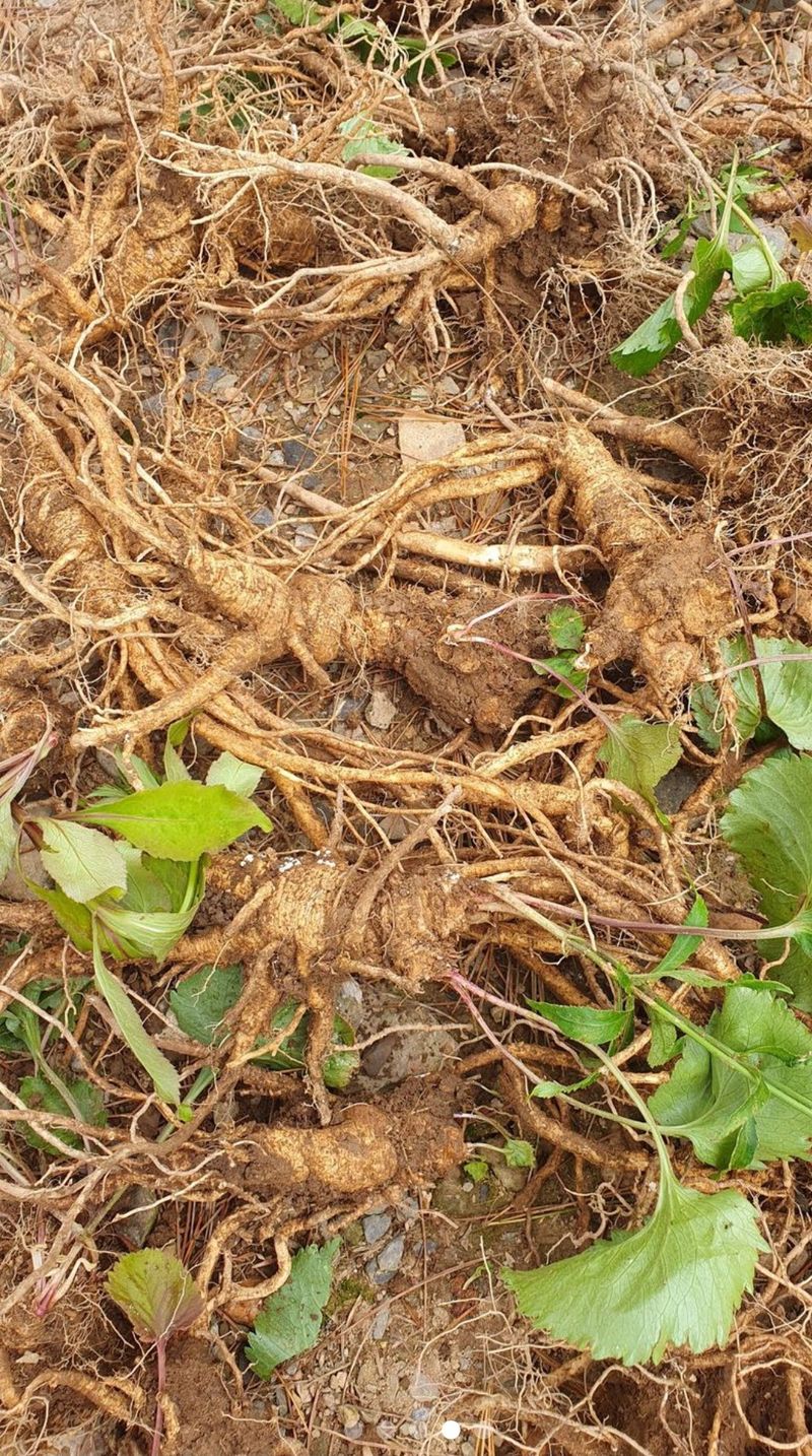 인생은 소풍처럼님의 장터 판매 상품 [평창야생잔대1키로마감] 첨부 사진