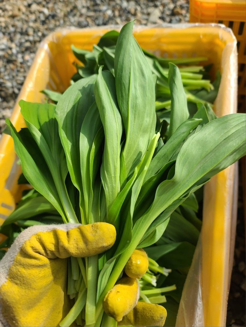 홍천산채농원님의 장터 판매 상품 [노지 잎명이 1kg] 첨부 사진