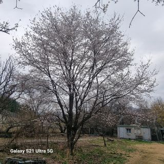 이천산수유님의 자유주제 · 자유게시판 작성글 사진