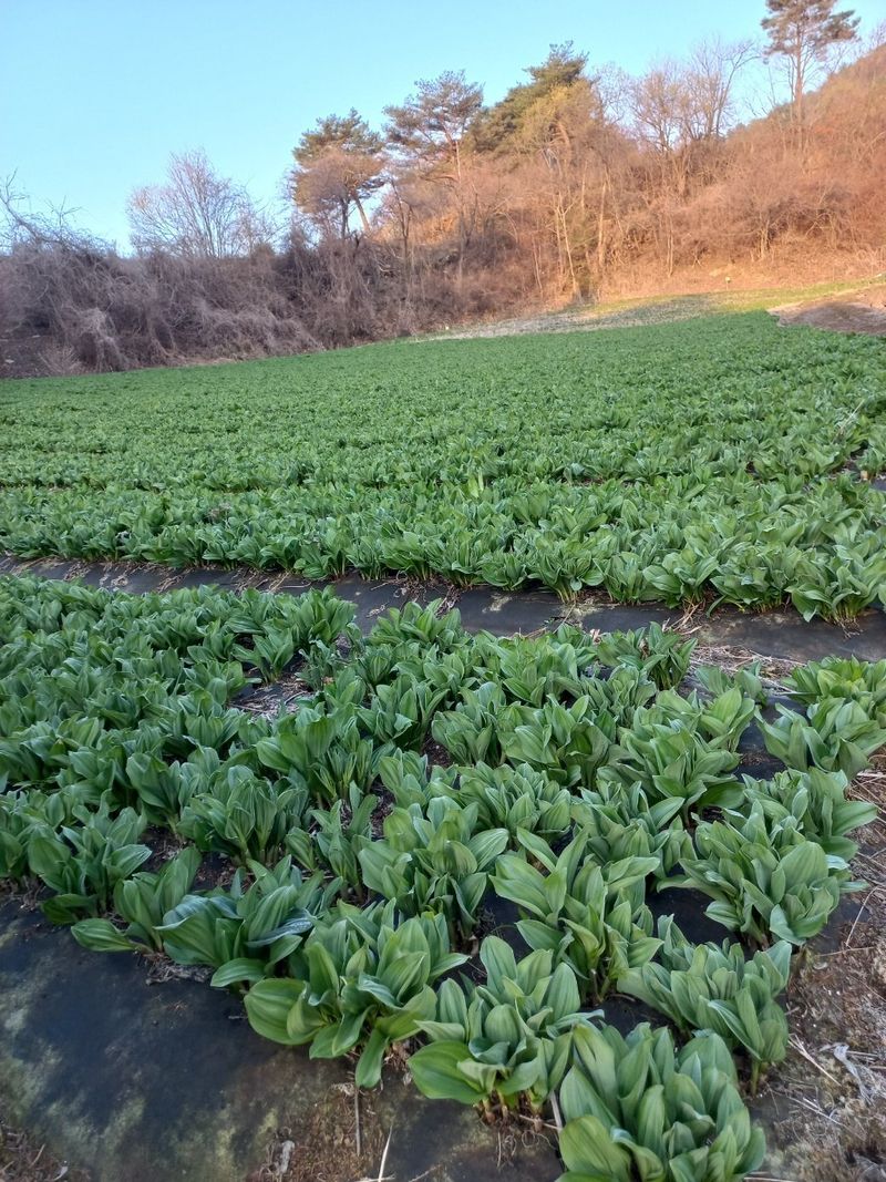 홍천산채농원님의 장터 판매 상품 [노지잎명이 1kg] 첨부 사진