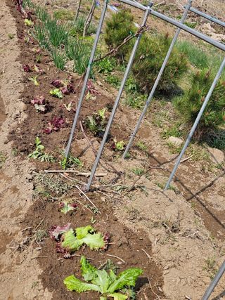 조정숙(1955)님의 자유주제 · 자유게시판 작성글 사진