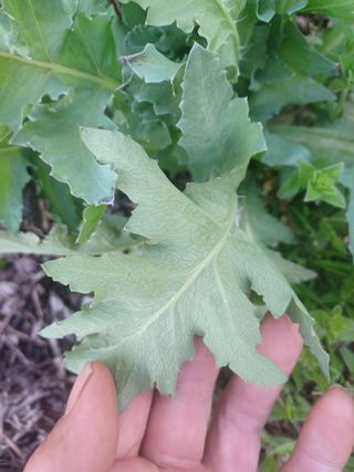 무료지식나눔 팜닥터님의 자유주제 · 자유게시판 작성글 사진