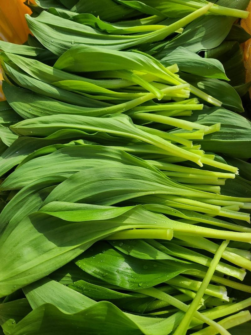 홍천산채농원님의 장터 판매 상품 [노지 잎명이 1kg] 첨부 사진