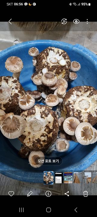 표고버섯18251님의 작성글 사진