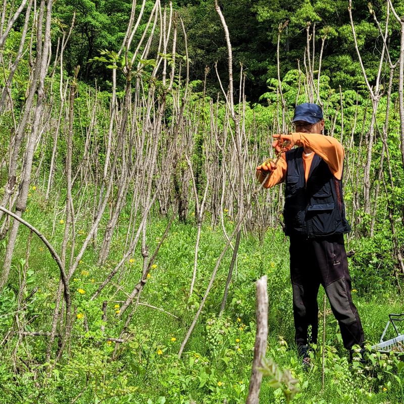 이형순님의 장터 판매 상품 [참두릅500g] 첨부 사진