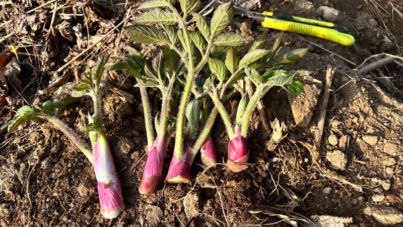 꿈 잇는 마을님의 장터 판매 상품 [야생 땅두릅 1kg] 첨부 사진