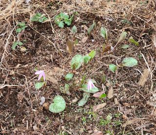 고추건조기부품판매님의 자유주제 · 자유게시판 작성글 사진
