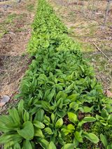 팜모닝 · 게시글 이미지