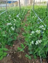 팜모닝 자유주제·자유게시판 게시글 이미지