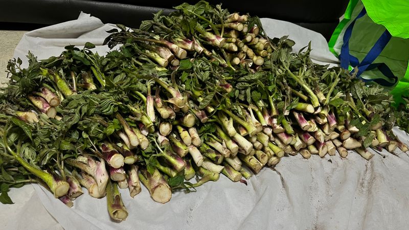 꿈 잇는 마을님의 장터 판매 상품 [야생 땅두릅 1kg] 첨부 사진