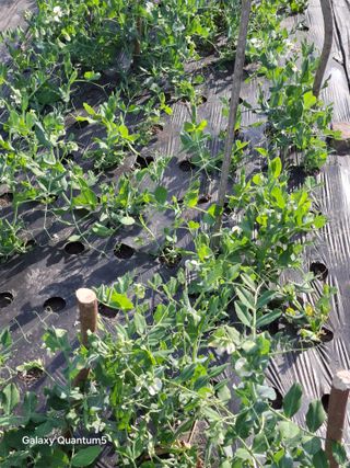 이세순님의 자유주제 · 자유게시판 작성글 사진