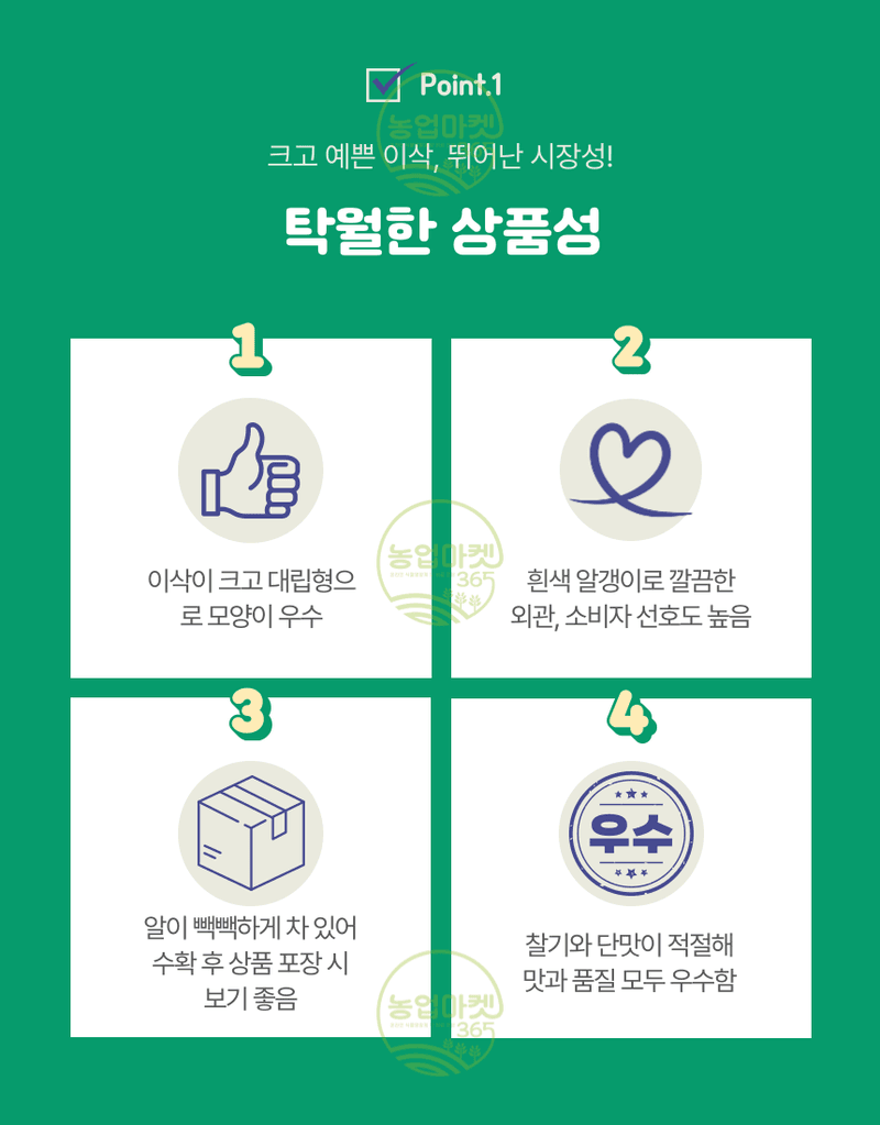 농업마켓365님의 장터 판매 상품 [농업마켓365 아시아종묘 옥수수 찰옥4호 700g 씨앗 종자 텃밭 주말농장 농사 ] 첨부 사진