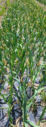 팜모닝 자유주제·자유게시판 게시글 이미지