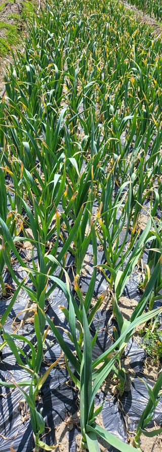 방촌대장님의 자유주제 · 자유게시판 작성글 사진