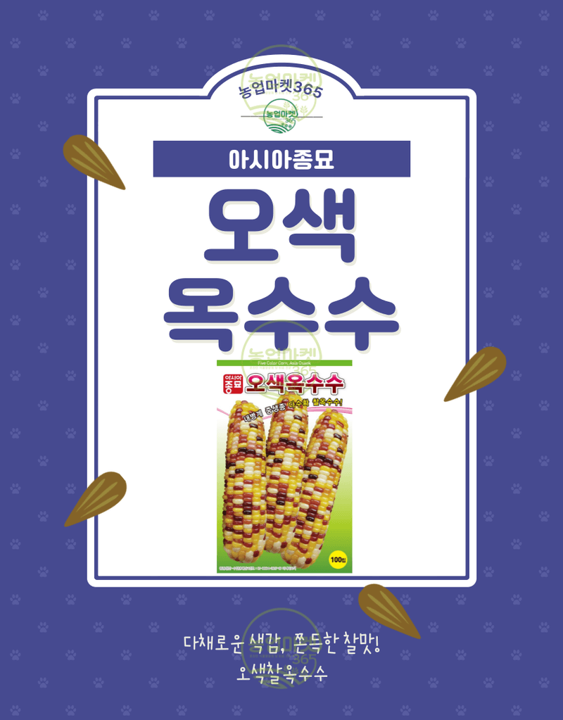 농업마켓365님의 장터 판매 상품 [농업마켓365 아시아종묘 옥수수 오색옥수수 2000립] 첨부 사진