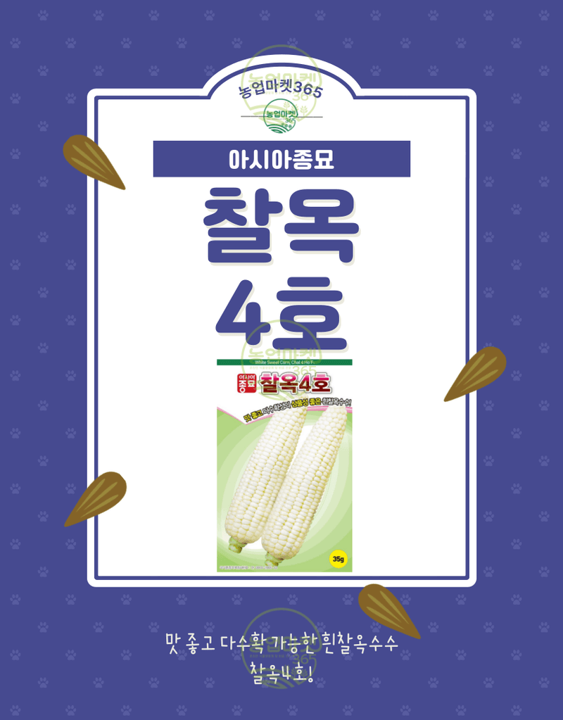 농업마켓365님의 장터 판매 상품 [농업마켓365 아시아종묘 옥수수 찰옥4호 35g 씨앗 종자 텃밭 주말농장 농사 ] 첨부 사진