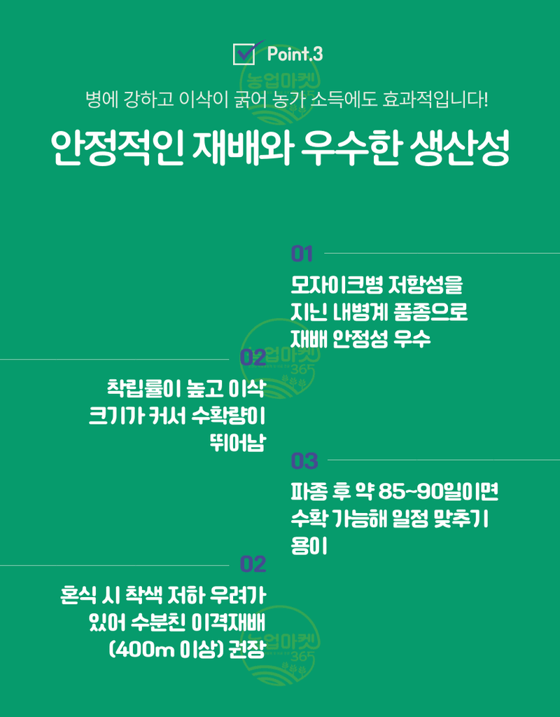 농업마켓365님의 장터 판매 상품 [농업마켓365 아시아종묘 옥수수 오색옥수수 100립] 첨부 사진