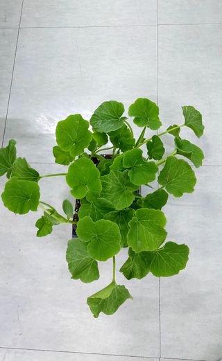 내장상동초보농부님의 농사, 무엇이든 물어보세요! · 참여글 작성글 사진