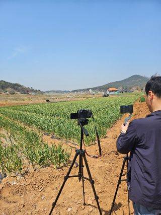 대산농사대장님의 마늘 · 일상 작성글 사진