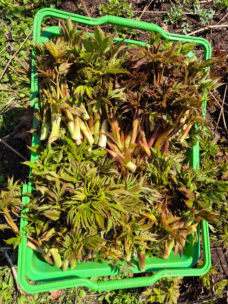 심재연님의 장터 판매 상품 [눈개승마, 명이나물 ] 첨부 사진