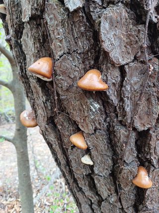 김연홍님의 자유주제 · 자유게시판 작성글 사진