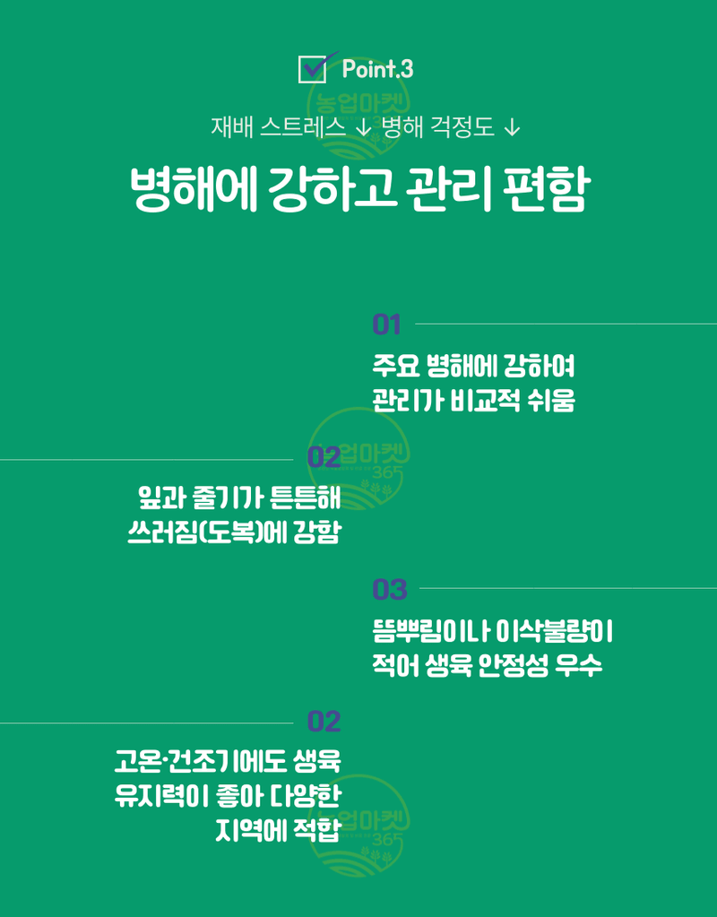 농업마켓365님의 장터 판매 상품 [농업마켓365 아시아종묘 옥수수 찰옥4호 700g 씨앗 종자 텃밭 주말농장 농사 ] 첨부 사진