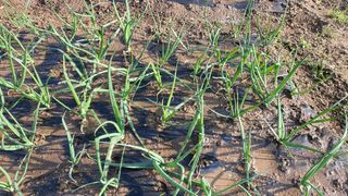 홍광희님의 농사, 무엇이든 물어보세요! · 참여글 작성글 사진